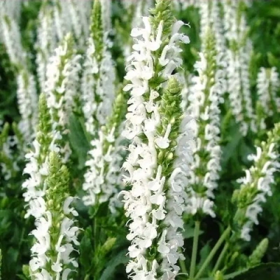 Шалфей дубравный "Sensation White"