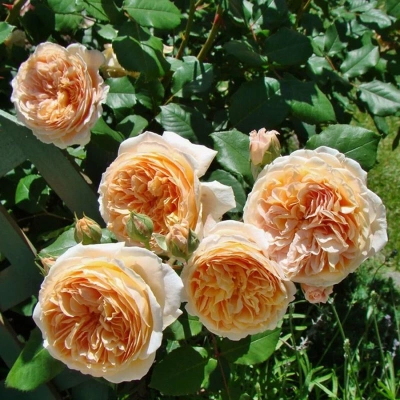Роза "Apricot Sky"
